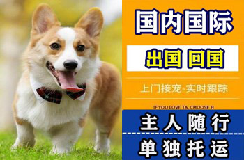 怒江州宠物托运公司怒江州宠物托运公司怒江州宠物托运公司