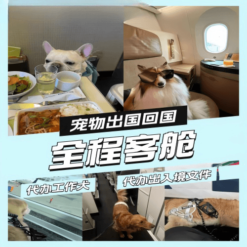 怒江州宠物托运到白俄罗斯宠物入境规定和要求